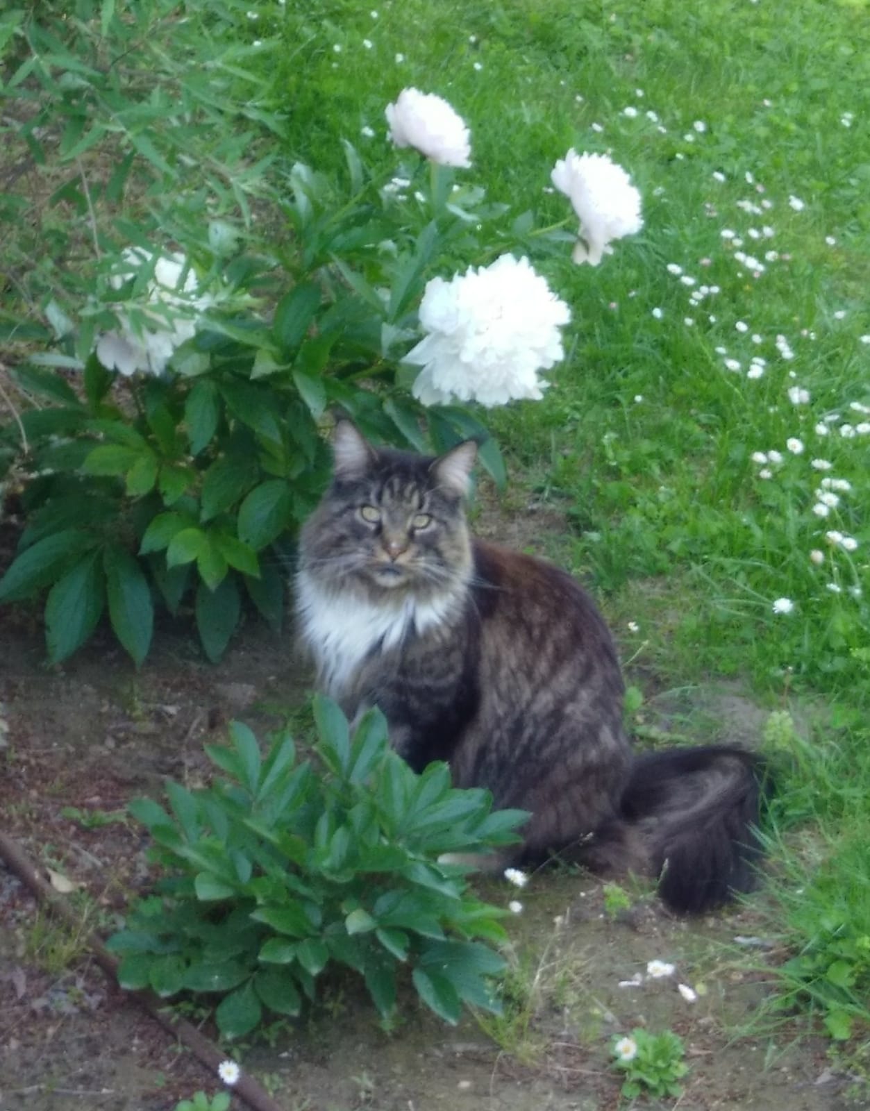 Photo du chat de Fabienne DROUHARD
